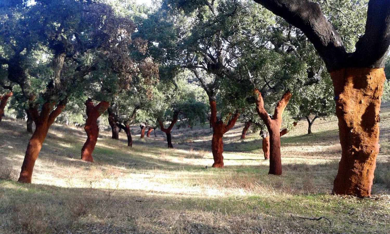 La comarca de Sierra Suroeste será el destino de los senderistas este domingo