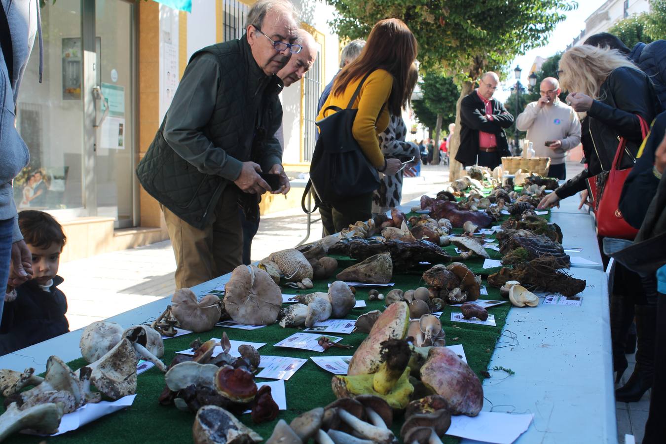Las ‘XI Jornadas Micólogicas Pie Azul’ atraen a centenares de aficionados a Monesterio
