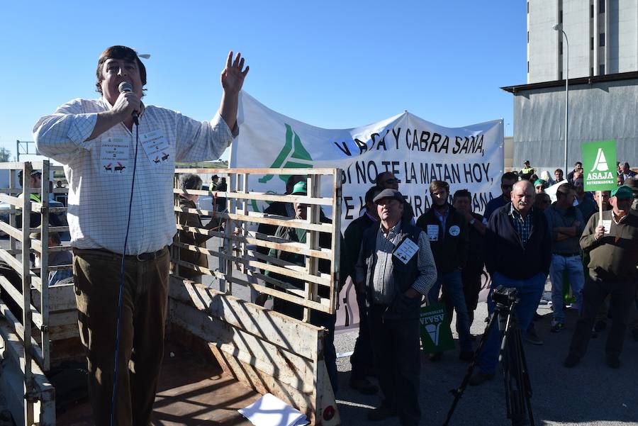 Unos 1.000 ganaderos exigen a la Junta en Trujillo medidas contra la tuberculosis