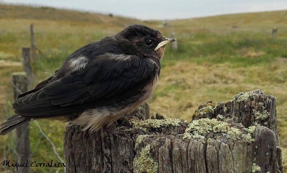 SOS Animales de Campanario elige las fotos para su calendario 2017