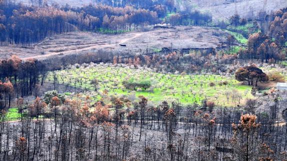 El norte extremeño quiere más gente y menos pinos