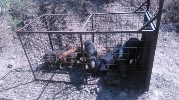Asaja considera "ridícula" la medida de colocar 32 jaulas para coger 130.000 jabalíes