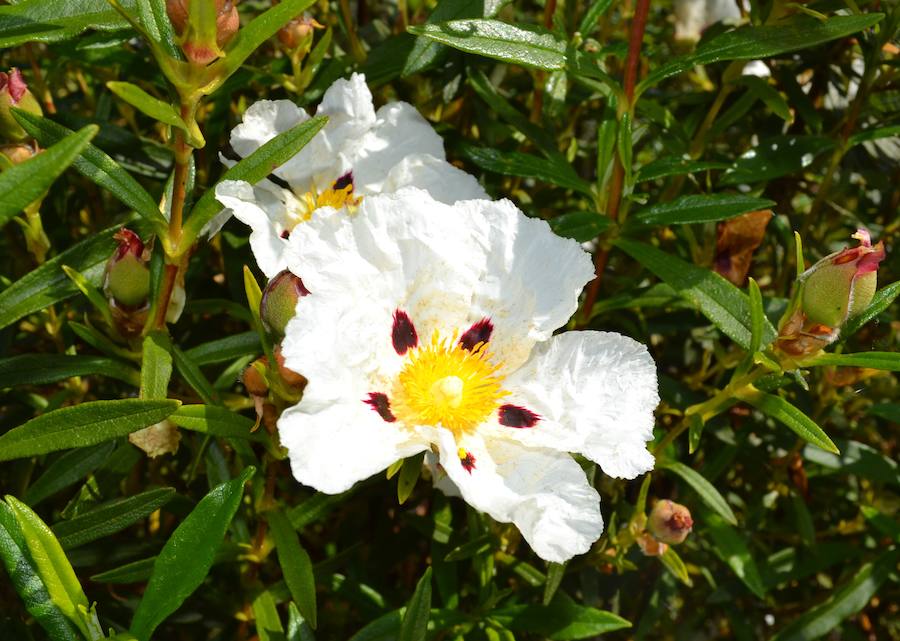 Una perfumista francesa se instalará en la localidad para fabricar un perfume de jara