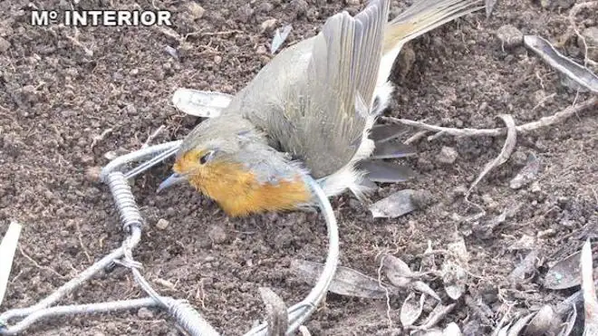 Descubren al furtivo que colocó cepos para cazar pájaros en Jaraíz de la  Vera | Hoy
