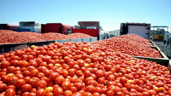 Agroexpo, que se celebrará del 25 al 28 de enero, tendrá al tomate como cultivo estrella