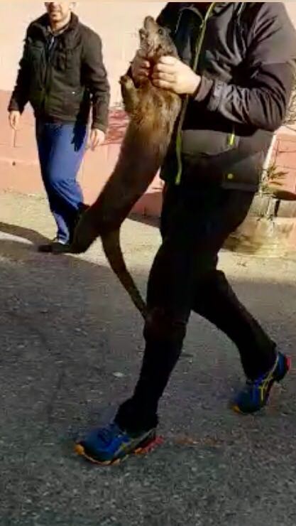 Capturan en la calle a una nutria que causa heridas a varios vecinos