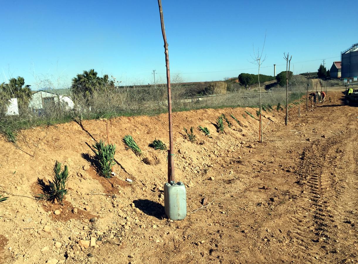 Continúan los trabajos de renovación de zonas verdes municipales