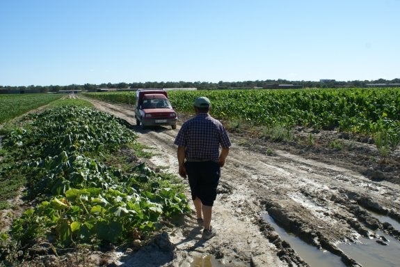 Los regantes de Rosarito ampliarán la zona regable