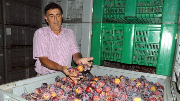 Extremadura acapara el 97% de la fruta española que se exporta a China