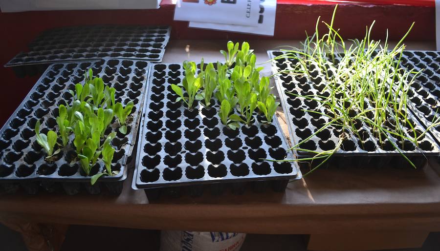 Los alumnos del CEIP gestionarán un 'Huerto Escolar'