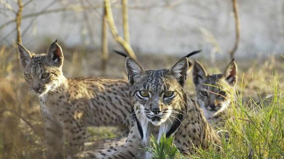 Matojo, una cría de lince nacida en Extremadura, murió por el virus de la pseudorrabia