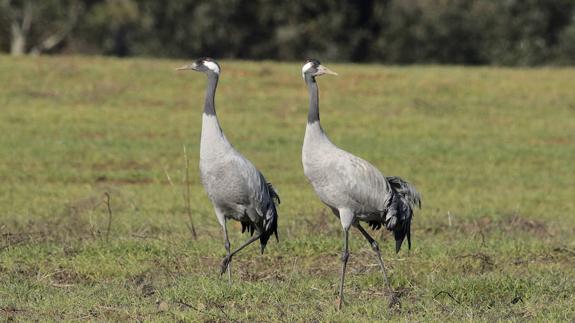 Extremadura, el destino favorito de invierno para las grullas
