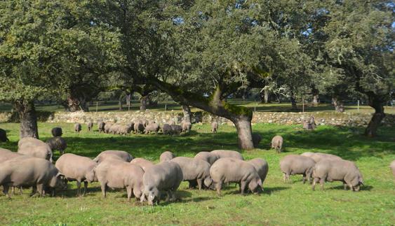 Cerdo extremeño 'made in USA'