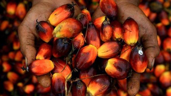 ¿Por qué es tan malo el aceite de palma?
