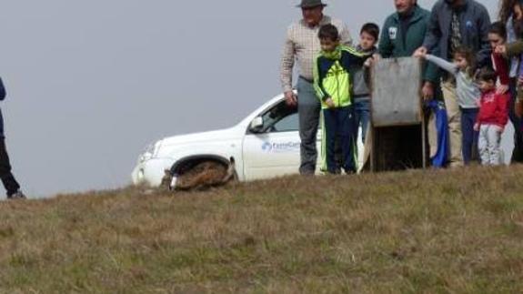 Un lince procedente del centro de cría de Granadilla será liberado en un monte de Ciudad Real