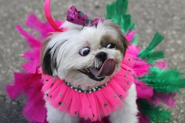 La localidad acoge el lunes 27 el I Carnavanimal