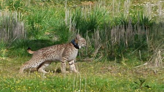 Nitrógeno ya corre por tierras extremeñas