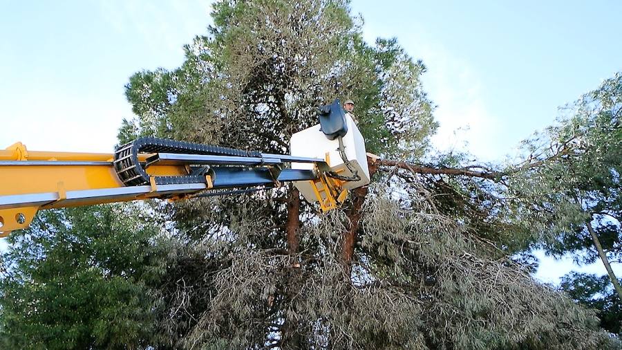 La plaga de tordos obliga a talar varios árboles en el parque Zurbarán