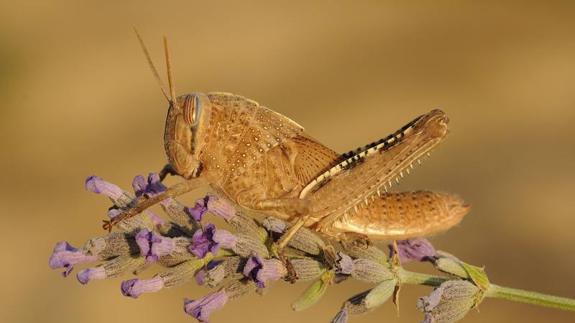 Comienza la campaña para controlar la plaga de langosta mediterránea