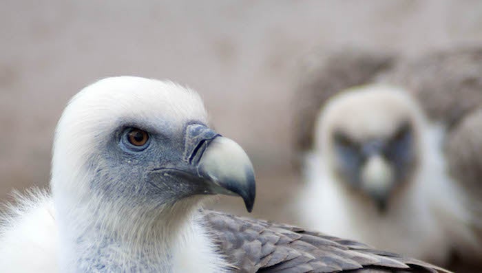 Un grupo de 25 buitres leonados viajan hoy desde Extremadura a Cerdeña