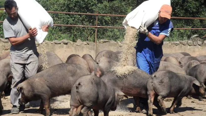 Cuántos cerdos caben por metro cuadrado | Hoy