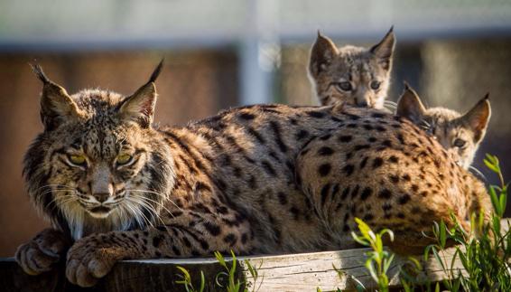Cuarto parto del año en el centro de cría de linces de Zarza de Granadilla