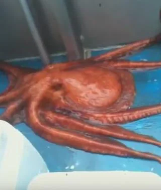 O rețetă de squid la gratar pentru a-ți impresiona prietenii