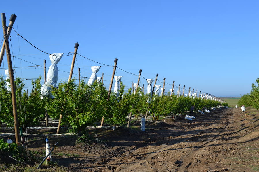 La producción de Hacienda Murillo alcanzará este año los 5 millones de kilos de fruta