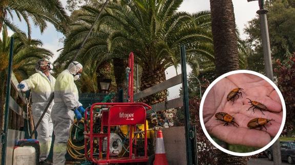 Parques y Jardines prueba un hongo para combatir el picudo rojo