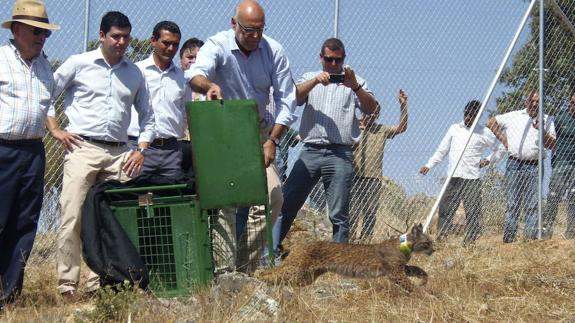 La Mancomunidad de Llerena recibe un premio por su apoyo en la conservación del lince ibérico