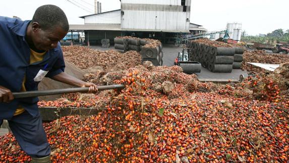 En que alimentos hay aceite de palma