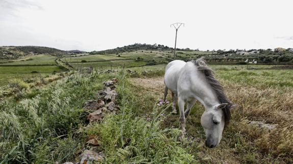 Ecologistas advierten del daño de la Ronda Sureste al cernícalo primilla