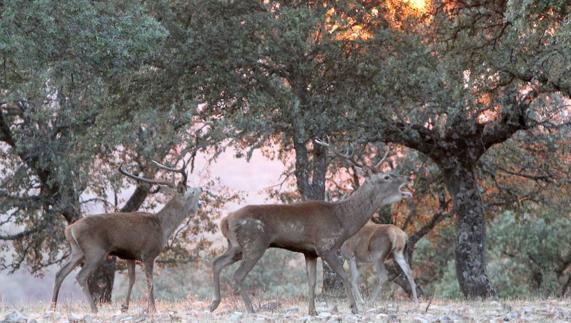 La Junta prevé que el año que viene se puedan cazar ciervos en Monfragüe