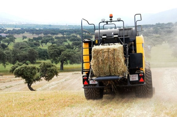 El cereal no arraiga por la brusca caída de la producción y los bajos precios