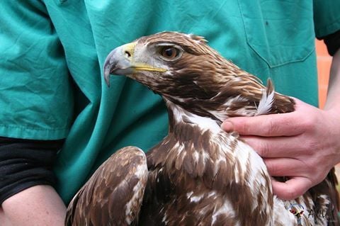 AMUS, declarada de utilidad pública y candidata a la Medalla de Extremadura