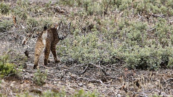 Termina la suelta de linces ibéricos en Extremadura este año