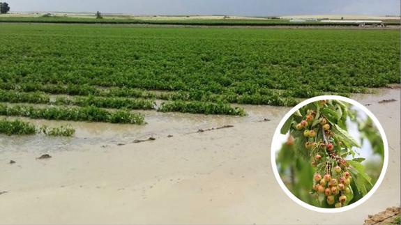 El granizo y las fuertes lluvias ponen en peligro varios cultivos