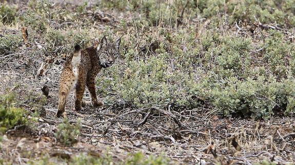Un lince nacido en Zarza de Granadilla sobrevive en libertad menos de un día
