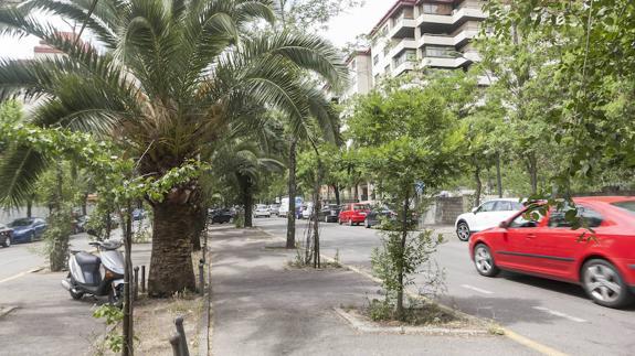 Ecologistas alertan de la tala de acacias por la reforma de Virgen de Guadalupe