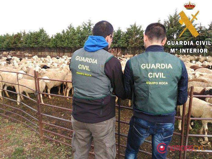 Dos detenidos por el robo de ovejas en la provincia de Cáceres