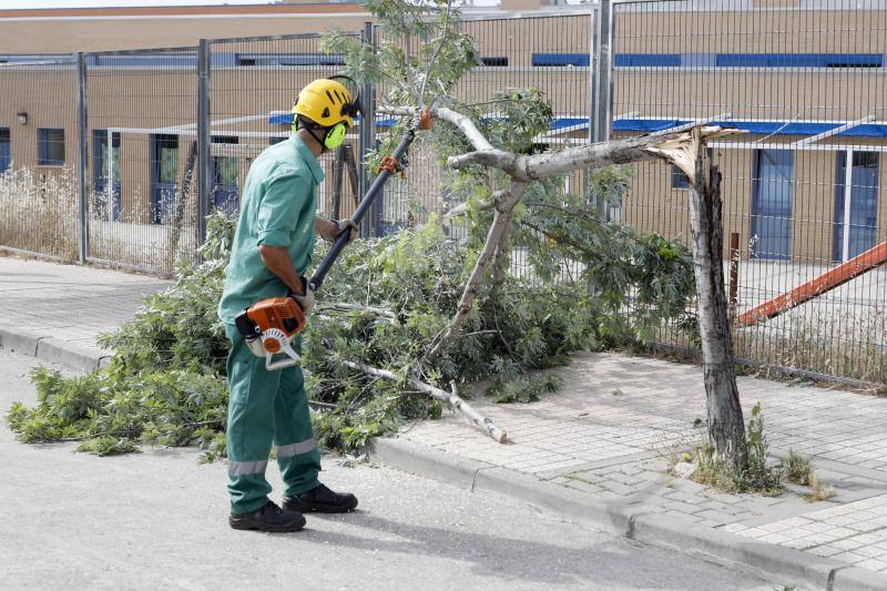 El viento parte decenas de árboles en Cáceres