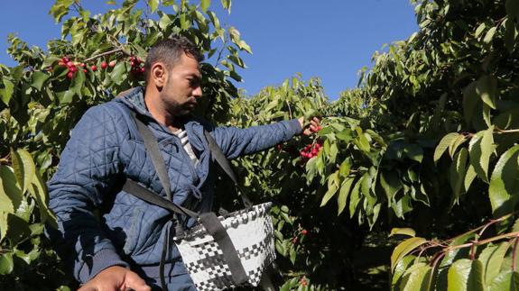 Se buscan recolectores de cerezas en el Valle del Jerte