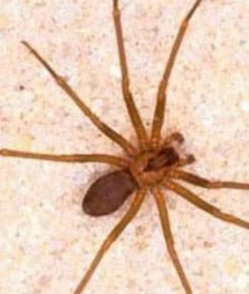 La araña violinista, una de las más venenosas del mundo, ya está en España