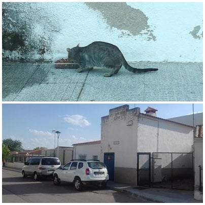 Polémica por los gatos silvestres de la calle Saturnino Martín Moreno