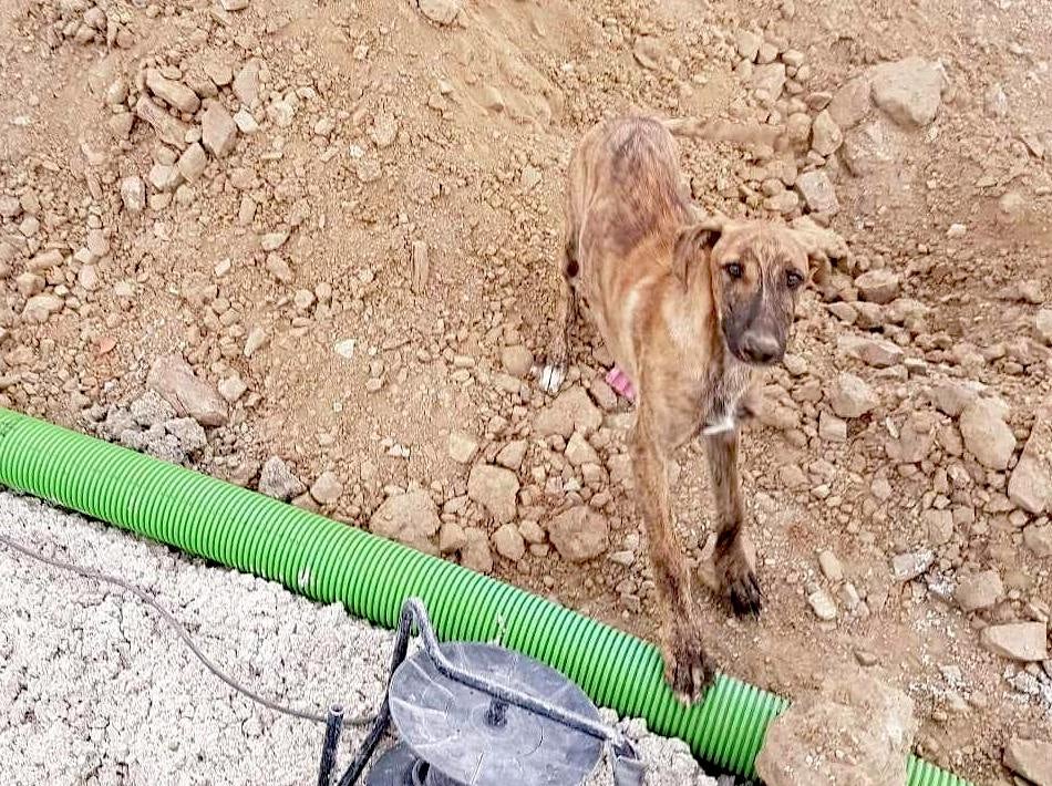 La Protectora de Animales se queda sin espacio para acogidas