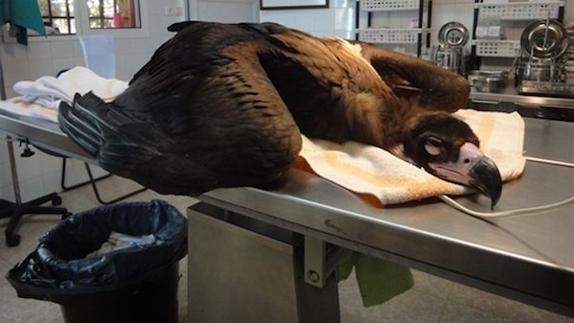 AMUS celebrará el próximo sábado 15 de julio los últimos logros y reconocimientos con la liberación de rapaces recuperadas en el hospital de AMUS