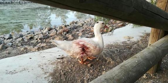 Villafranca Avanza pide la dimisión del responsable político de parque y jardines