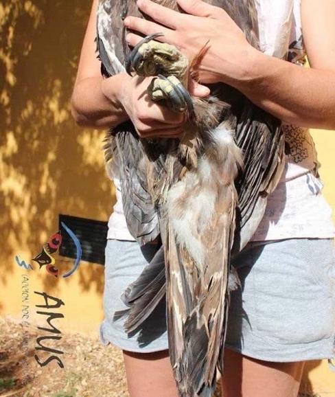 AMUS hace un llamamiento para que los ciudadanos celebren el día del río