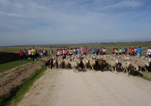 Casi 1.500 personas se inscriben a la XII Ruta trashumante