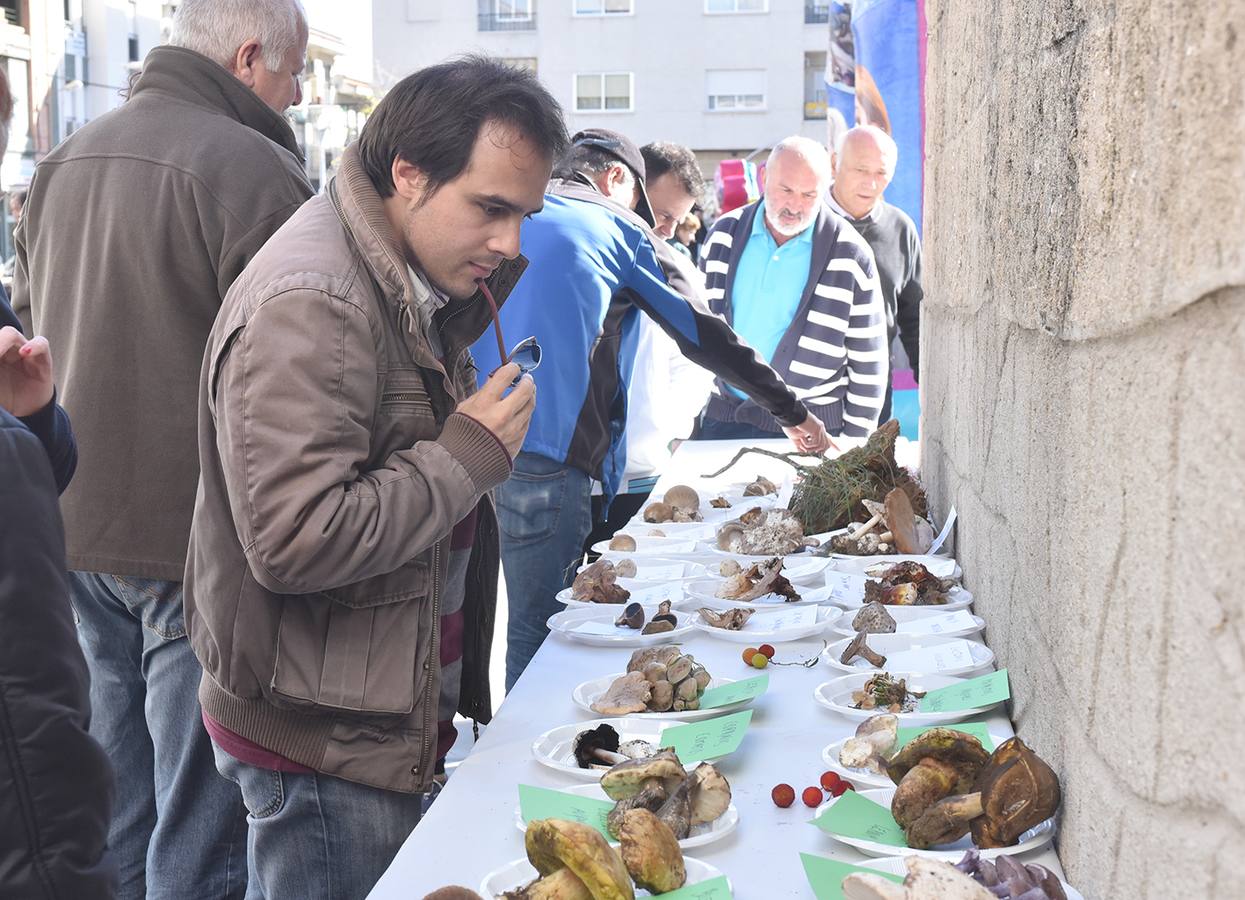 La próxima semana se celebrará la décima edición de 'Coria, sabor micológico'
